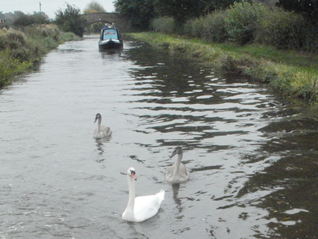 Wildlife on the Canals