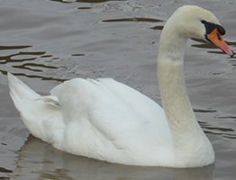 A male swan on the Worecster & Birmingham canal